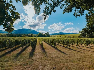 Die Weinreben des Weinguts Château Ollwiller.
