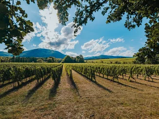 Die Weinreben des Weinguts Château Ollwiller.